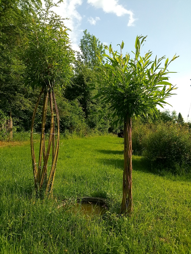 Zwei Weidenflechtbäume auf einer Wiese mit kleinem Teich, treiben aus und bekommen Blätter