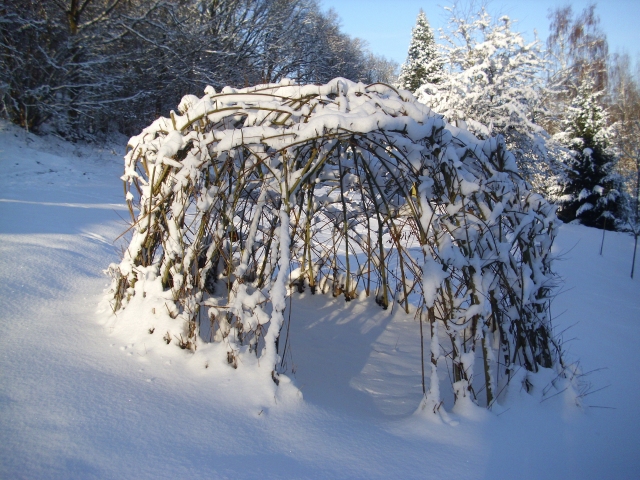Weideniglu im Winter mit viel Schnee auf den Zweigen und Ästen